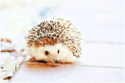 Hedgehog I