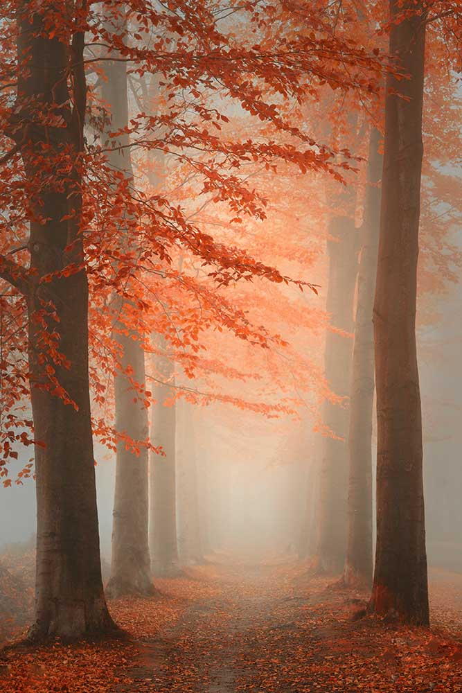 Autumn Dream from Saskia Dingemans