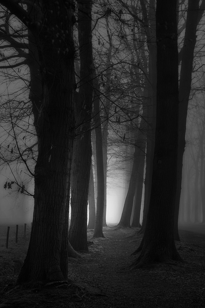 Foggy mystery forest from Saskia Dingemans