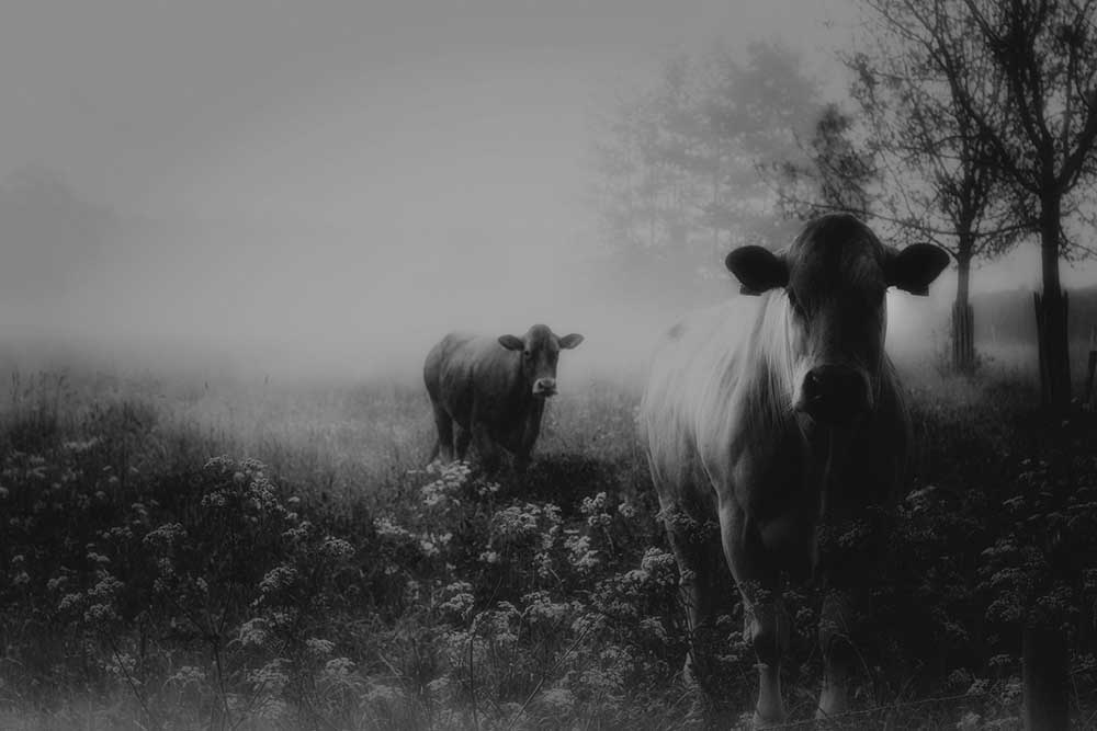 Foggy memory  of the past from Saskia Dingemans