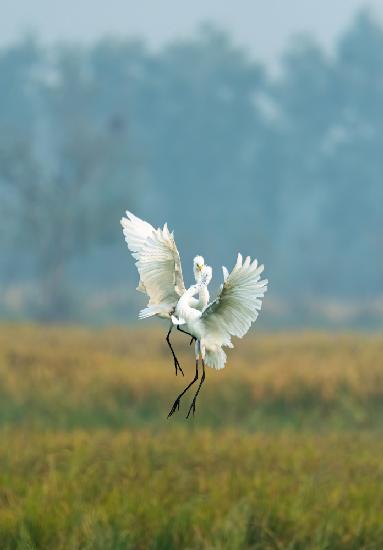 The Egrets Dance