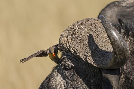 Bison and Oxpecker