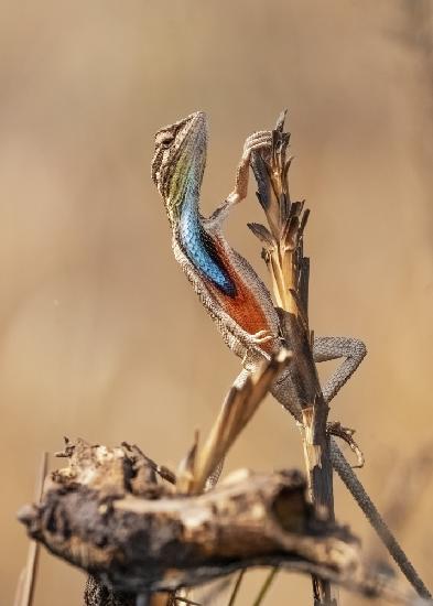 Fan-throated Lizard in concert!