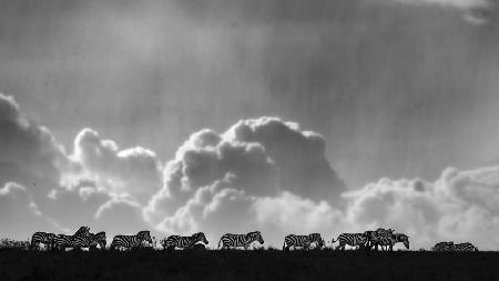 Zebras on the horizon.