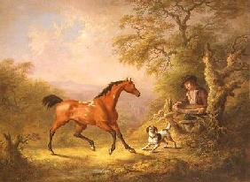 A Groom Feeding a Horse