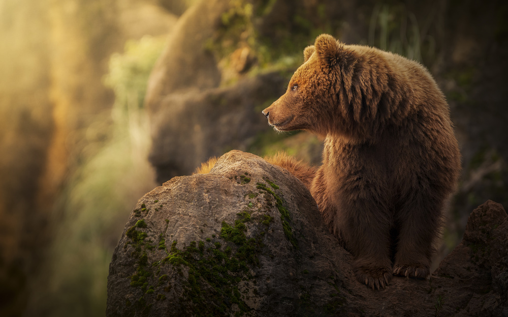 Brown bear during sunset. from Sergio Saavedra Ruiz