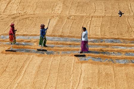 Paddy drying by women