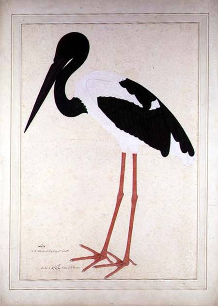 Blacknecked Stork, Xenorhynchus Asiaticus, painted for Lady Impey at Calcutta from Shaikh Zain ud-Din