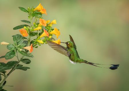 Booted Racket Tail Hummingbird