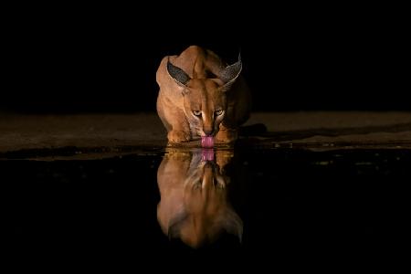 Caracal drinking time