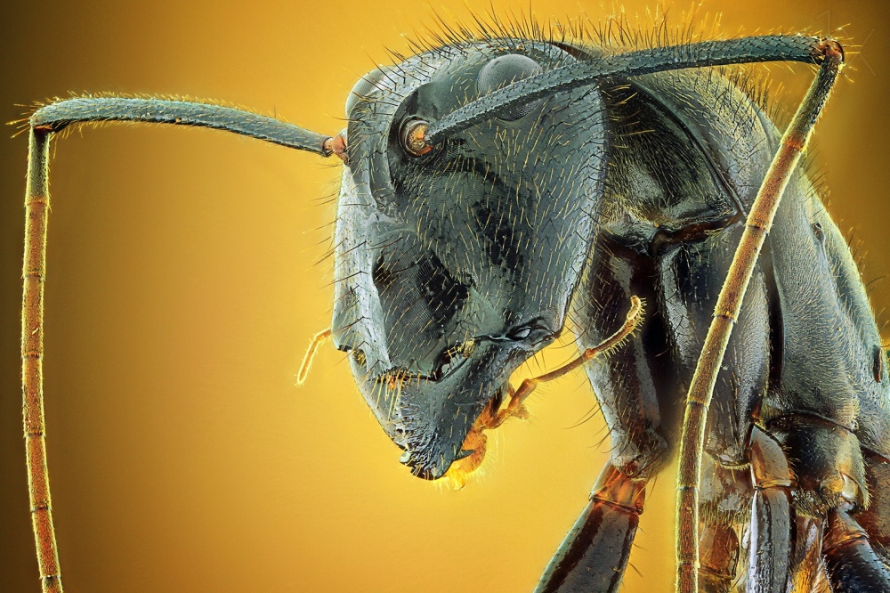 Camponotus Gigas from Shikhei Goh