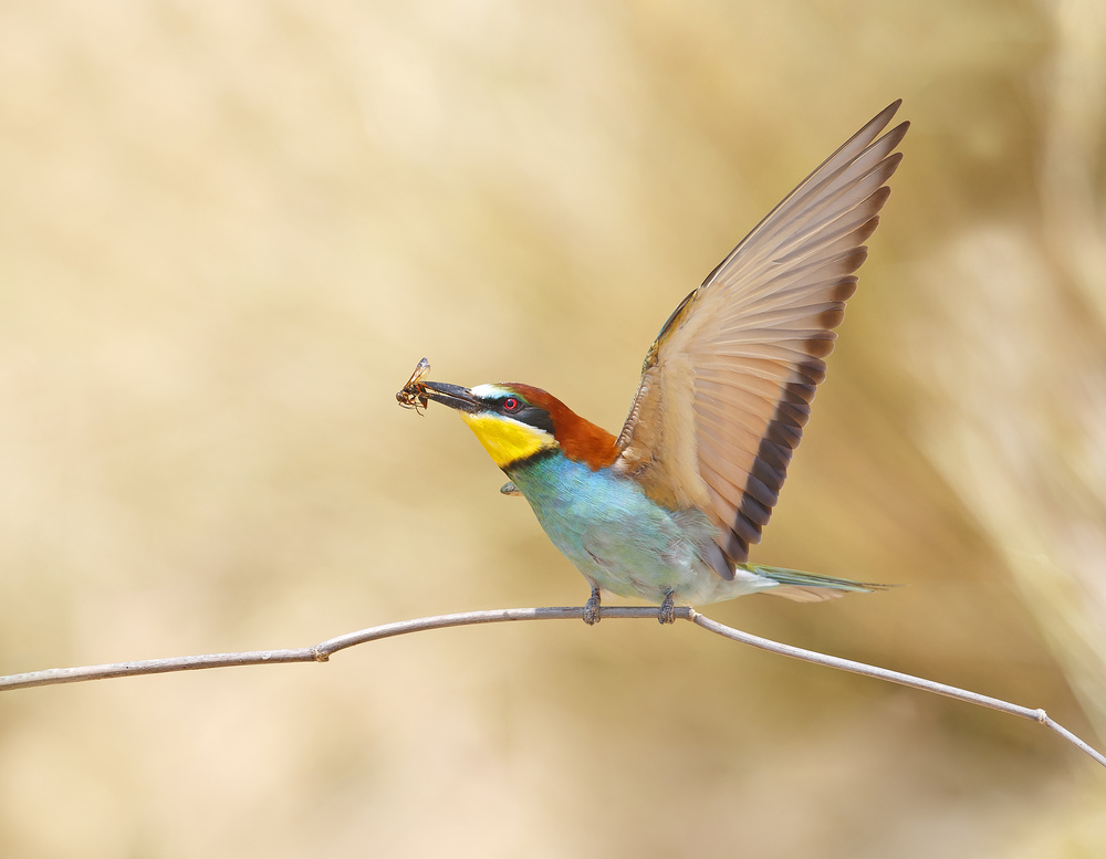 Bee-eater with a Bee from Shlomo Waldmann
