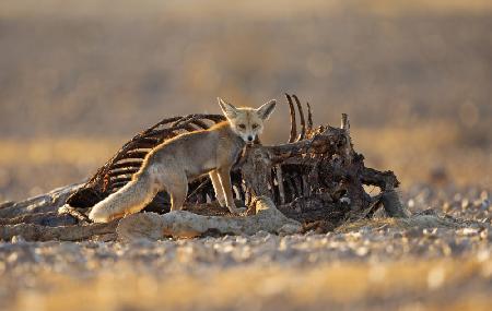Desert Fox and a Carcass