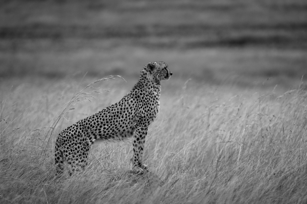 cheetah times Maratriangle from Shobhit Chawla