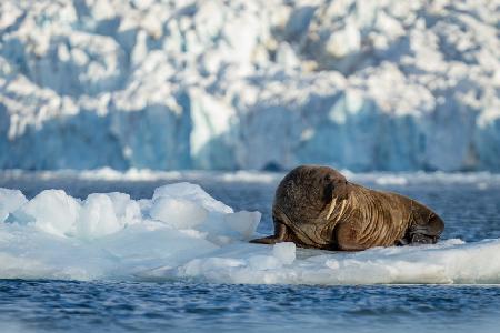 Svalbard .. Mr Walrus on ice throne..