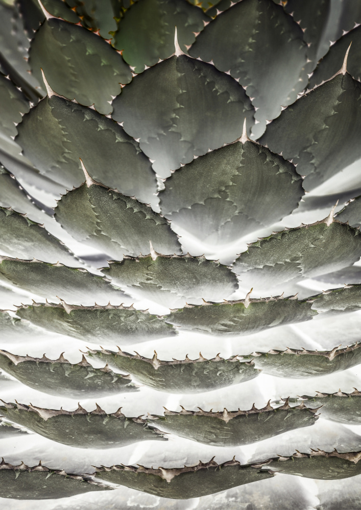 Agave Layers from Shot by Clint