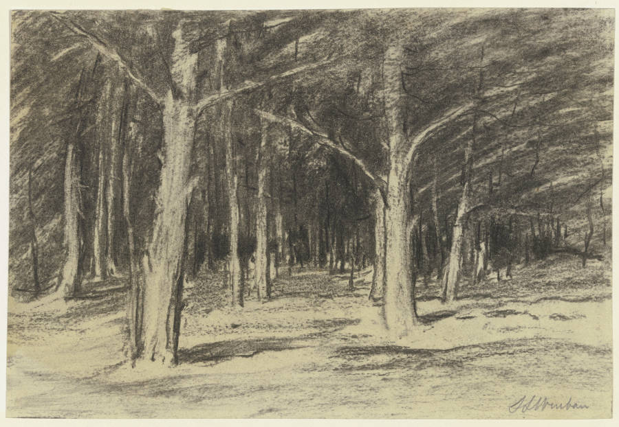 Forest from Sion Longley Wenban