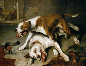 Fighting dogs