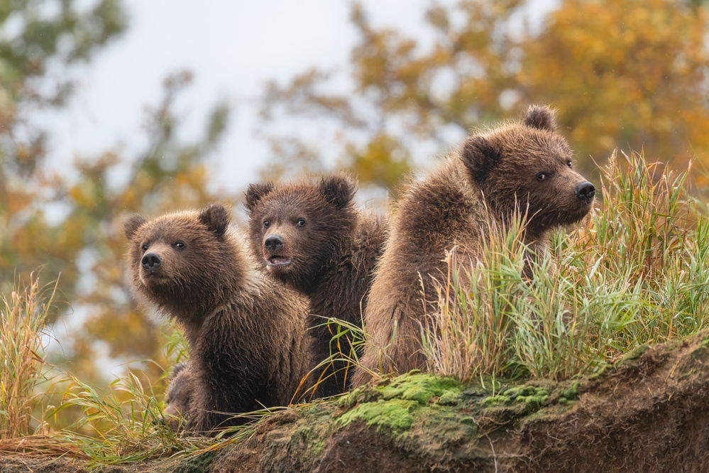 bear cubs from Siyu and Wei Photography