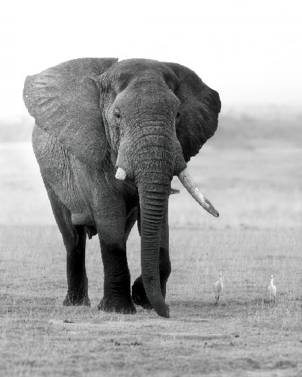 An Elephant with a Broken Tooth