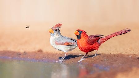 A bee and 2 Cardinals