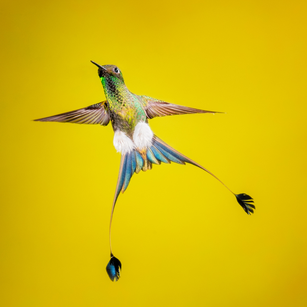 Booted rock-tail from Siyu and Wei Photography