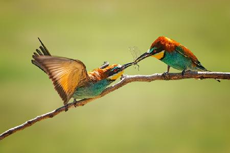 Bee-eaters interaction