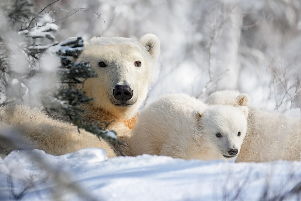 Mom and cubs from Siyu and Wei Photography