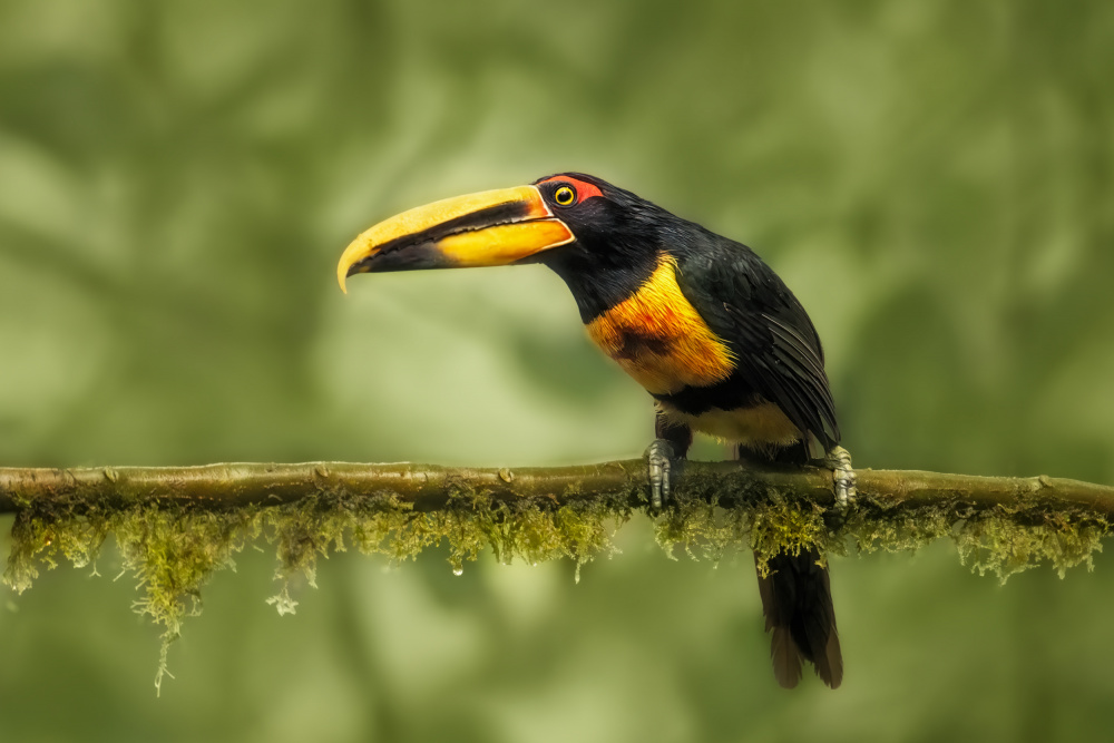 Crimson-rumped Toucan from Siyu and Wei Photography