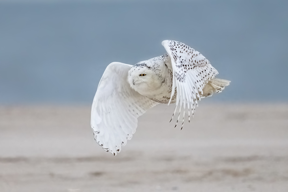 Snowy owl at beach from Siyu and Wei Photography