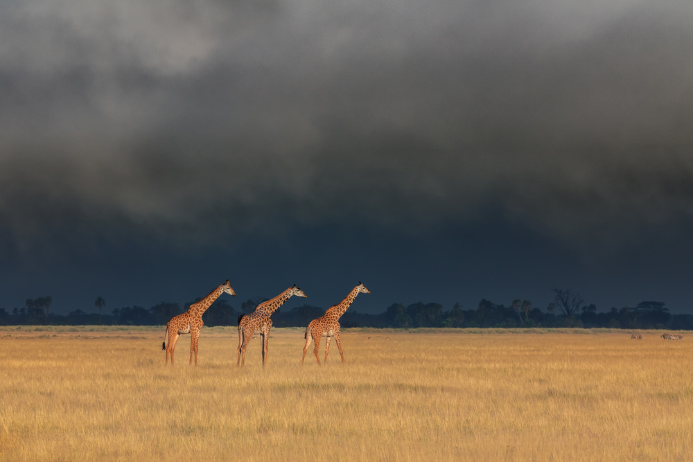 Trio Giraffes in Kenya Storm from Siyu and Wei Photography