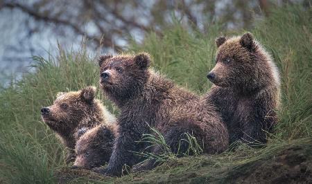 Four Bear cubs waiting