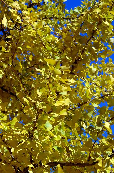 Ginkgo-Baum im Herbst from Stefan Sauer