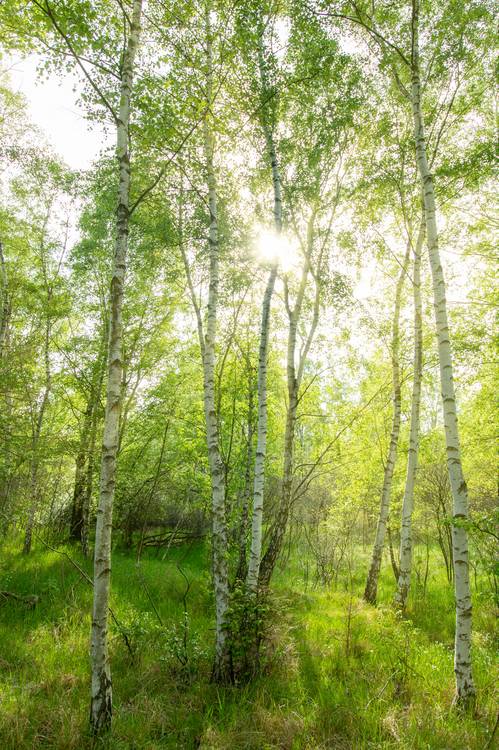 birch forest from Steffen  Gierok