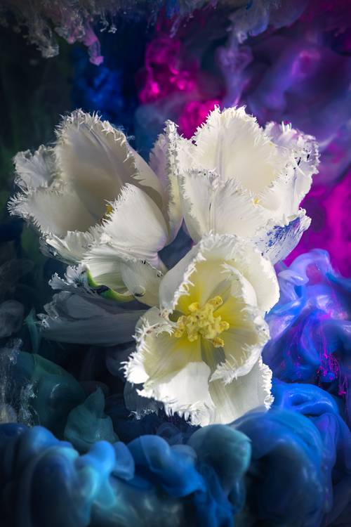 White tulips from Steffen  Gierok