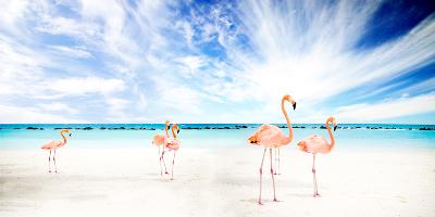 Flamingos am Meer