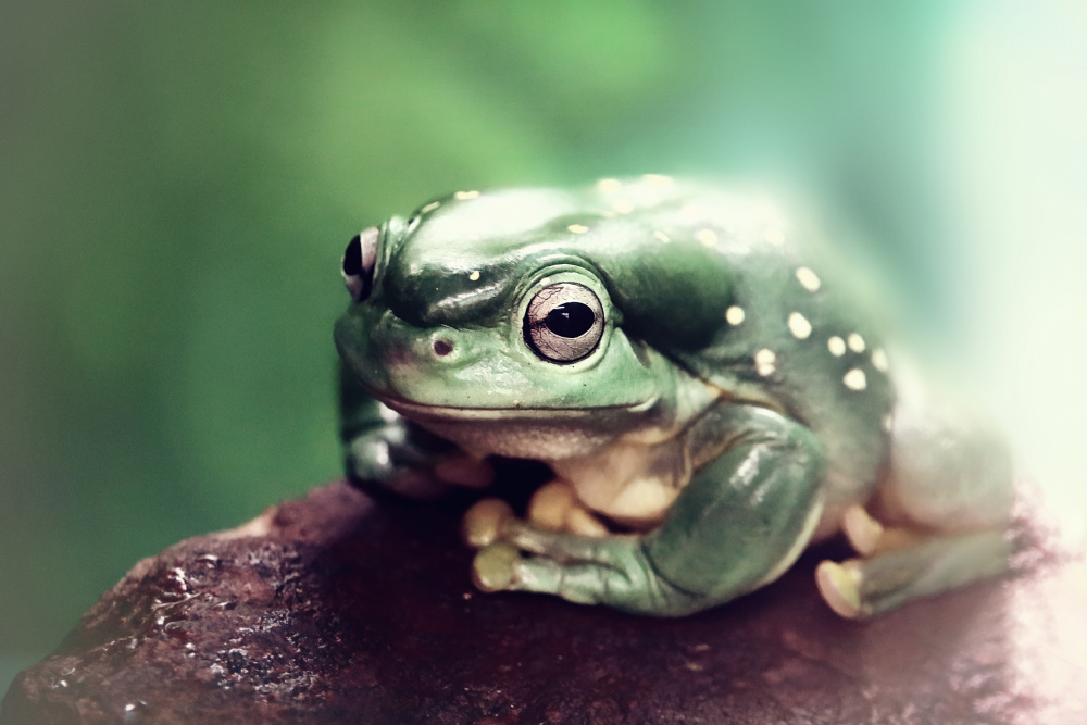 Froggy from Strelok