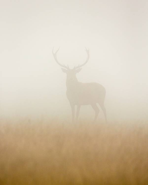 Ghost Stag from Stuart Harling