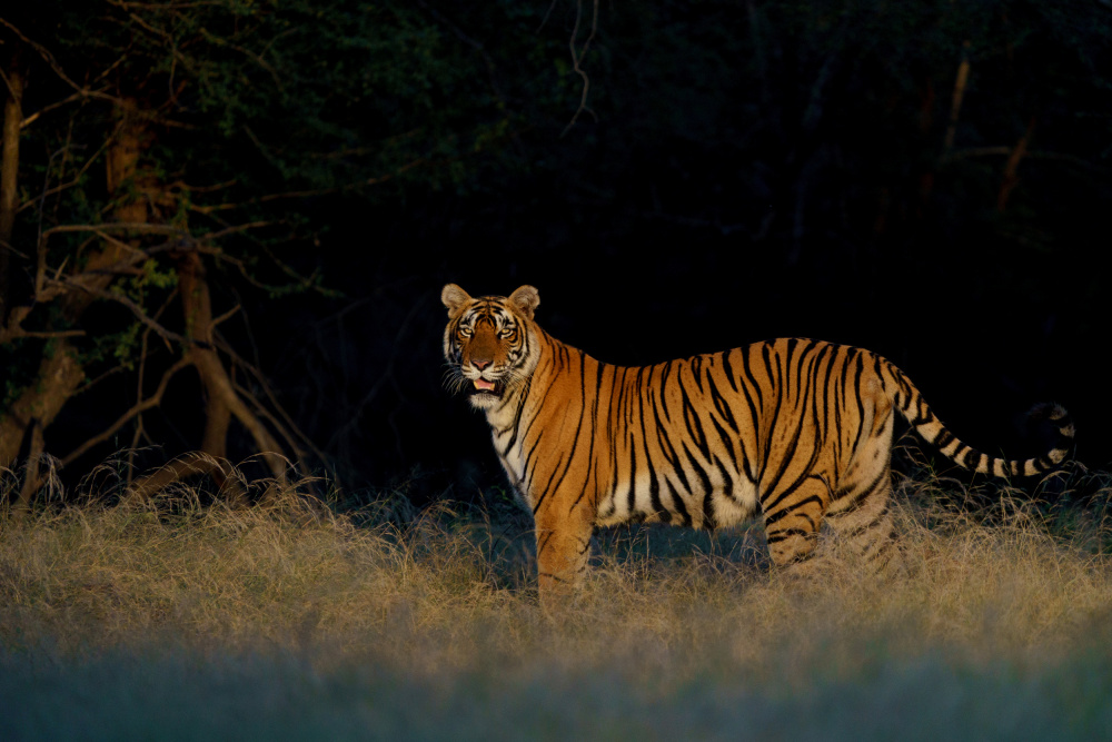 Flaming Tigress Riddhi from Sumangal Sethi