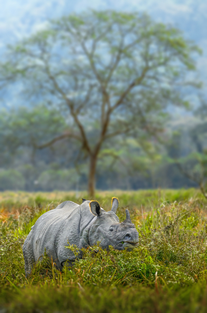 The Rhino from Susavan Aditya