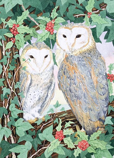 Barn Owls  from Suzanne  Bailey