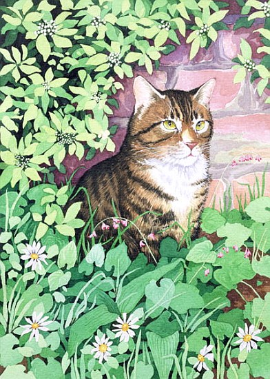 Jackie''s Cat (garden design)  from Suzanne  Bailey