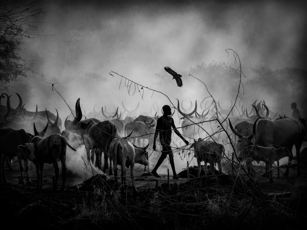 Mundaris cows shadows, SOUTH SUDAN 2021 from Svetlin Yosifov