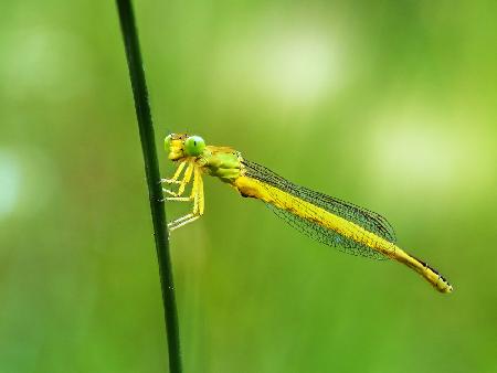 Ceriagrion melanurum