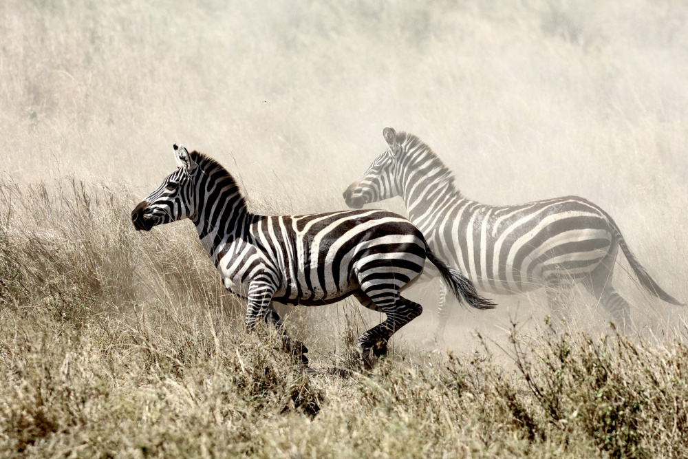 The Zebra Chase from Tereza Frank