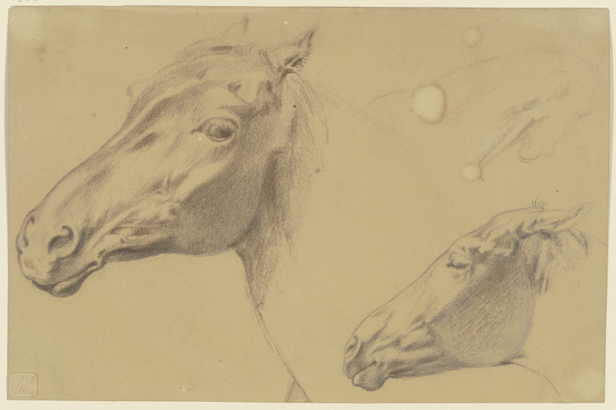 Kopf eines Pferdes sowie eines Fohlens nach links from Teutwart Schmitson