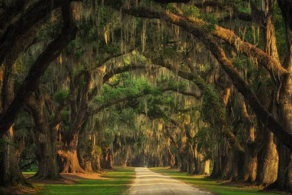 Lowcountry tree tunnel from Tham Do