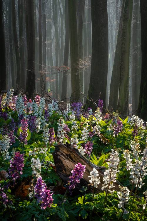 The flower forest from Tham Do