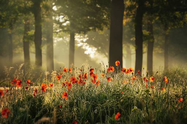 The poppy forest from Tham Do