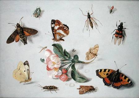 Butterflies, moths and other insects with a sprig of apple blossom from the Elder Kessel